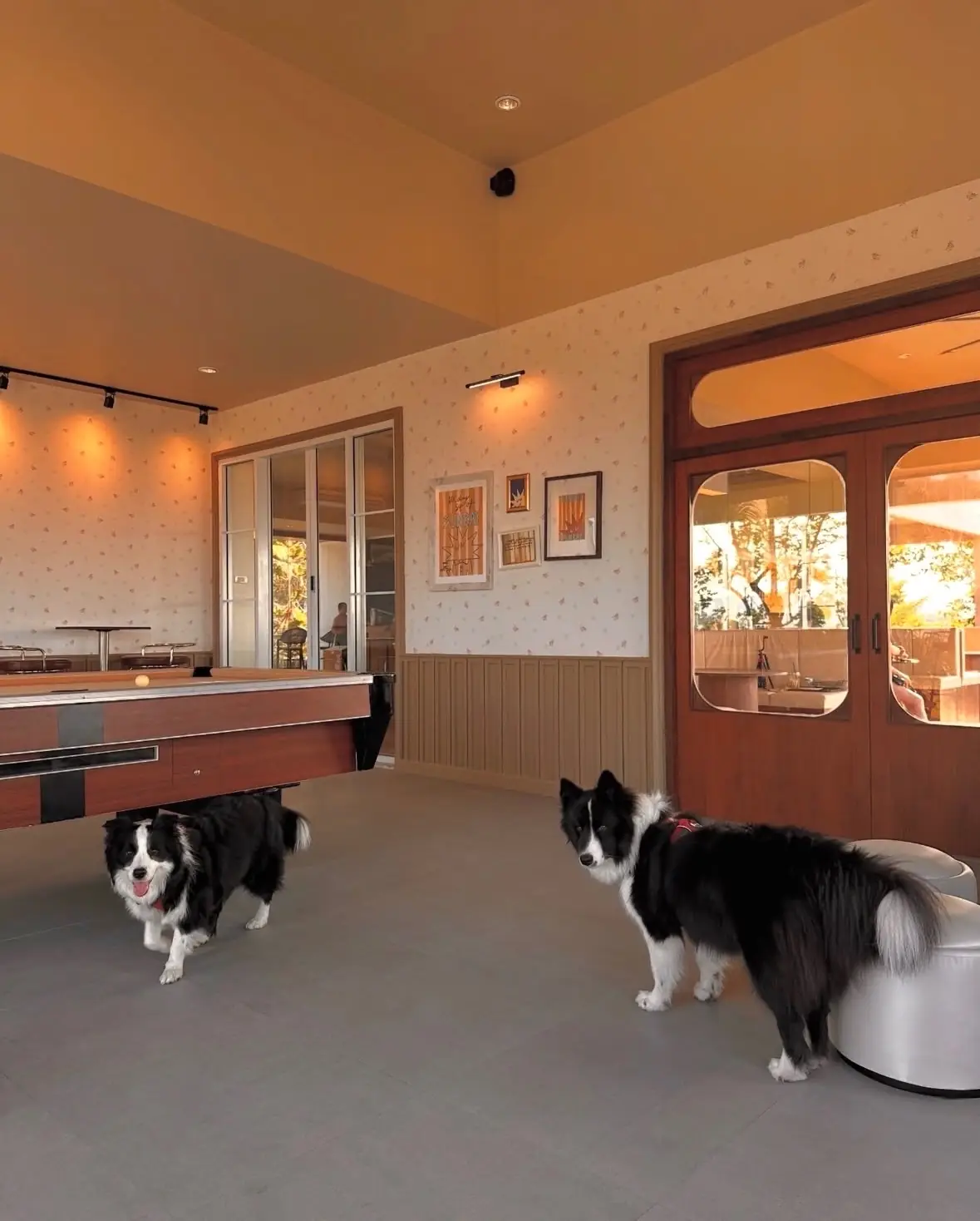 Sunbay pets image 4