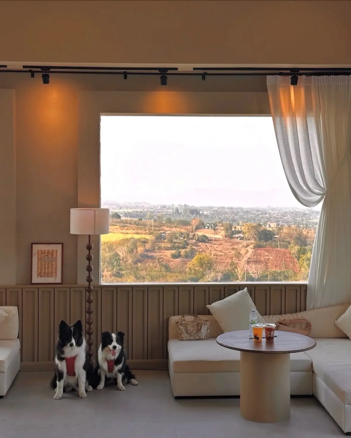 Sunbay pets image 2