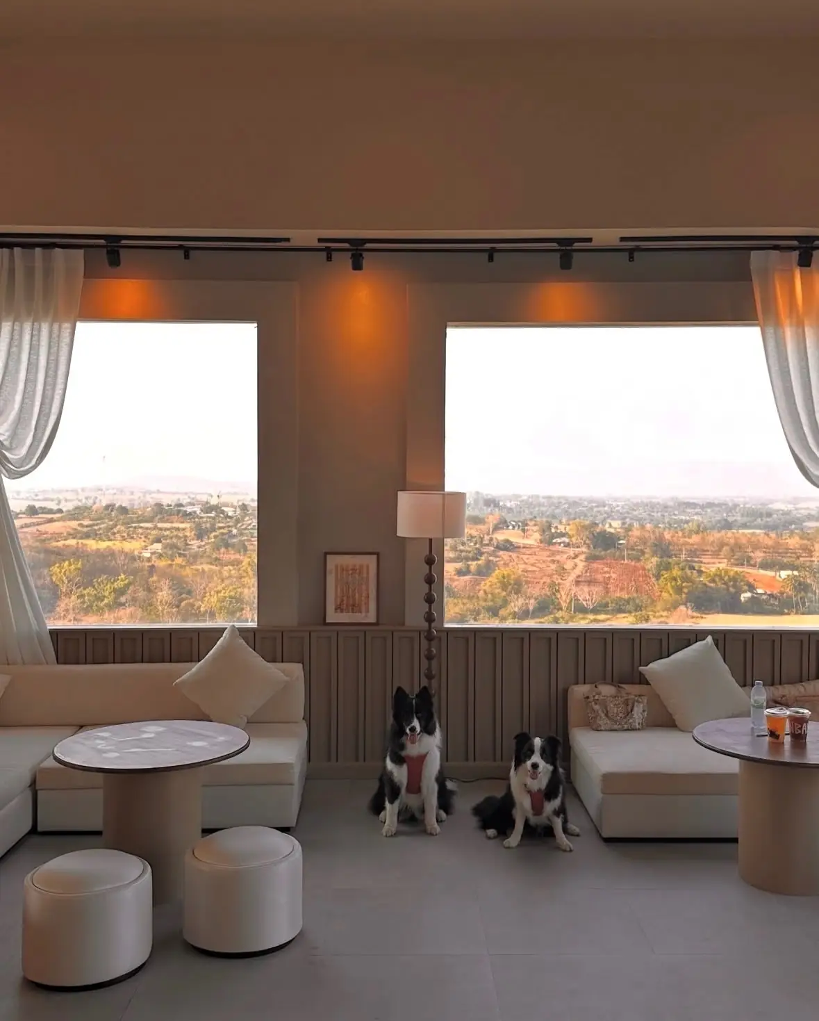 Sunbay pets image 3