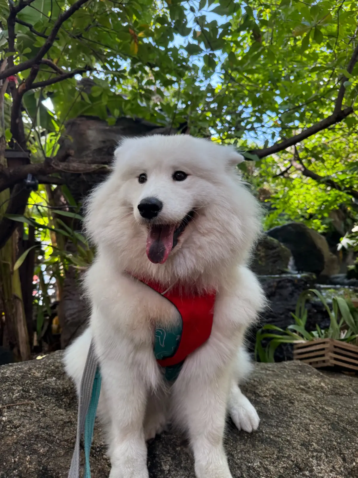 บ้านสวนสาทร คราฟแอนด์คาเฟ่ pets image 2