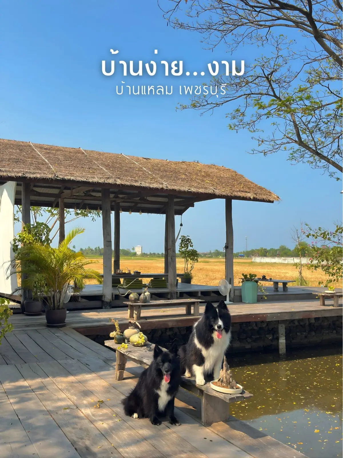 บ้านง่าย…งาม pets image 1
