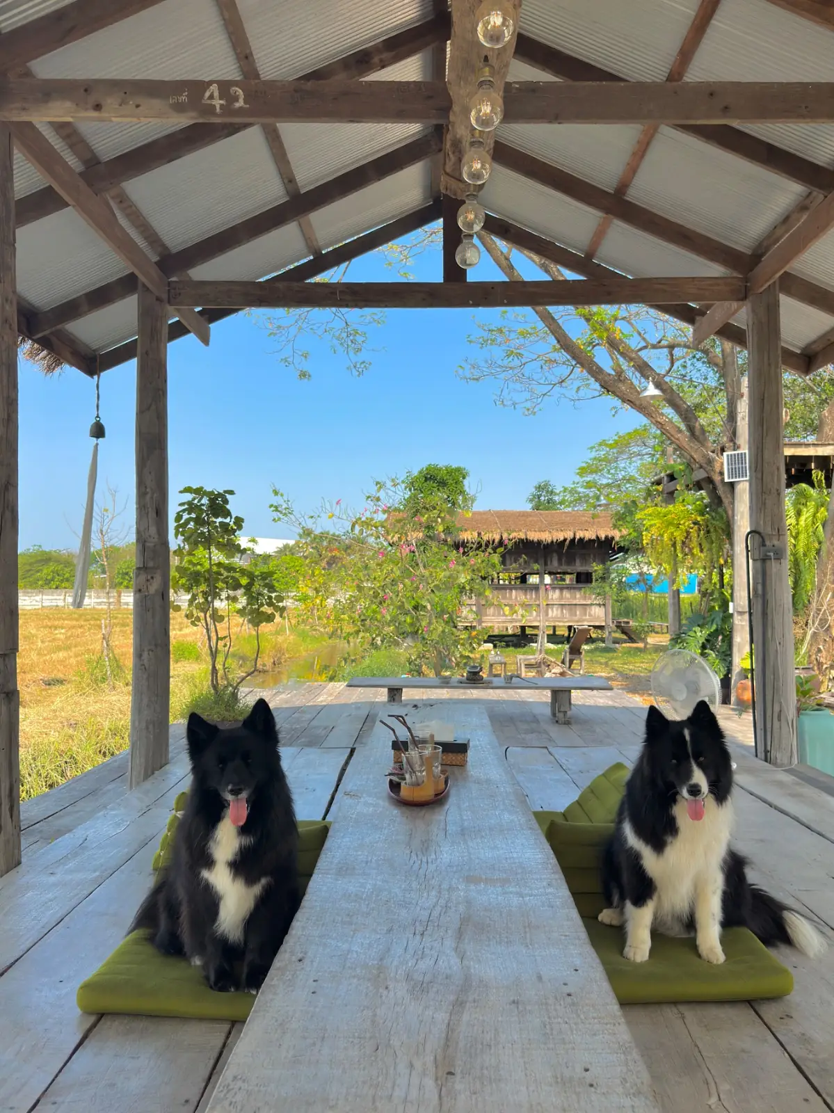 บ้านง่าย…งาม pets image 2