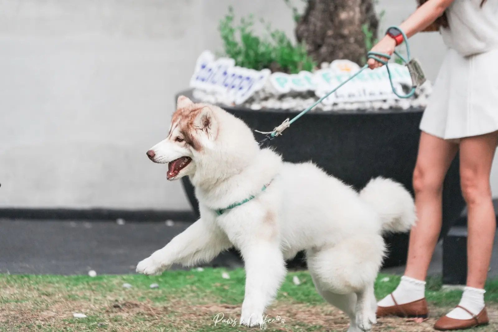 UNHOUR pets image 9