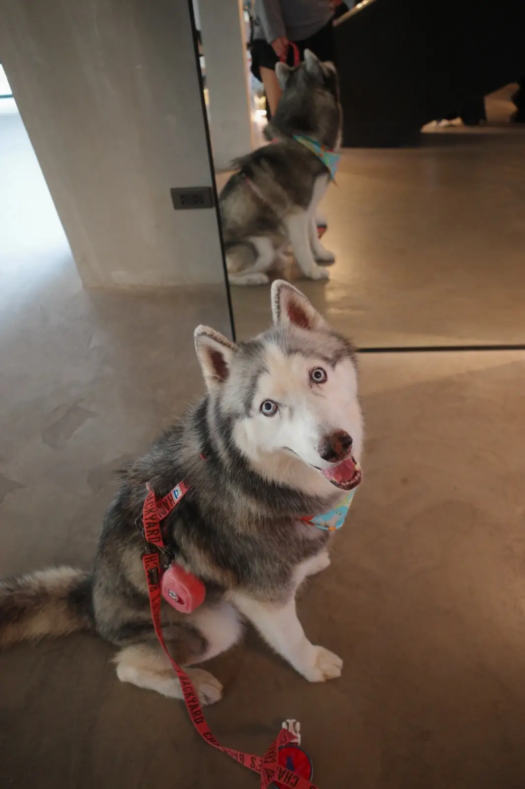 UNHOUR pets image 2