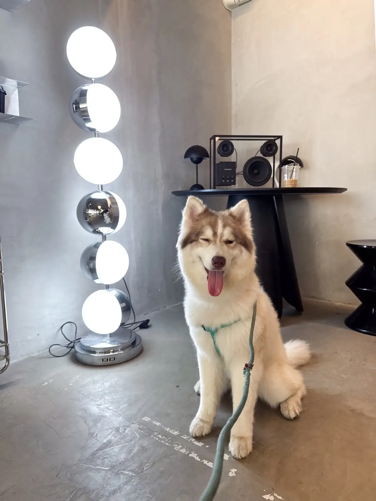 UNHOUR pets image 7