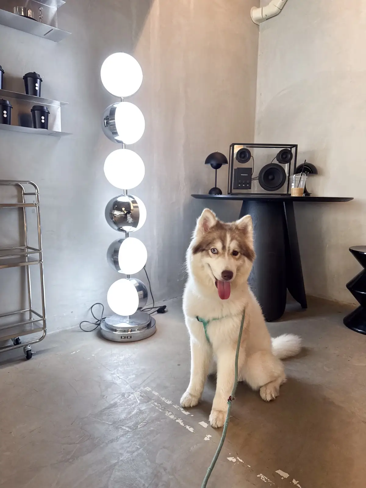 UNHOUR pets image 6