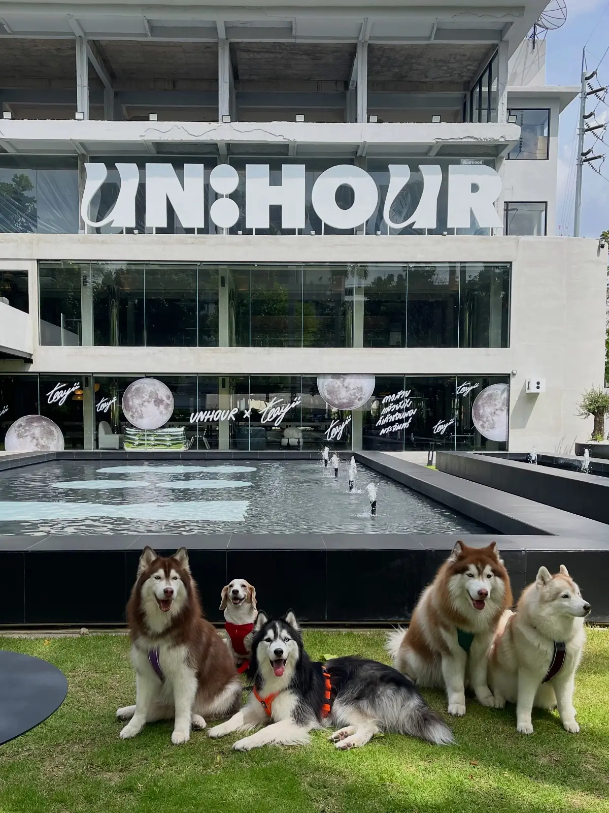 UNHOUR pets image 8