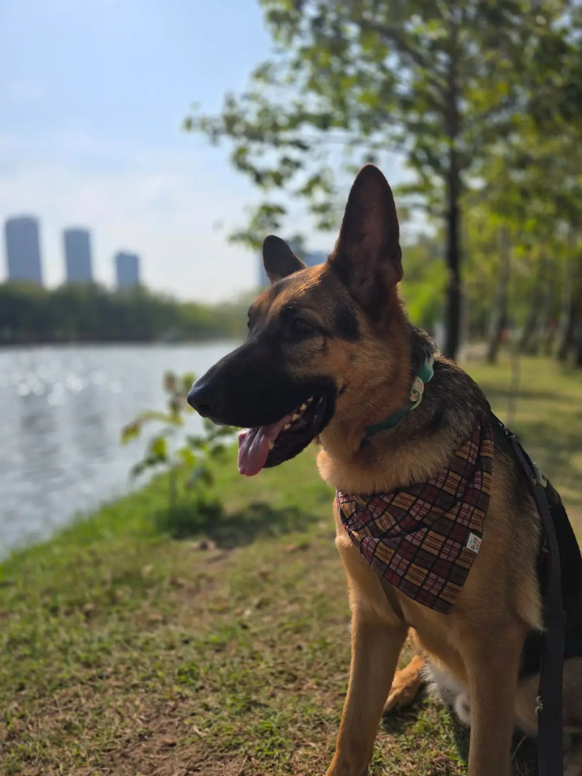 สวนรถไฟ pets image 1