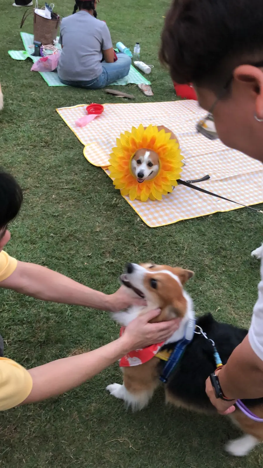 สวนรถไฟ pets image 2