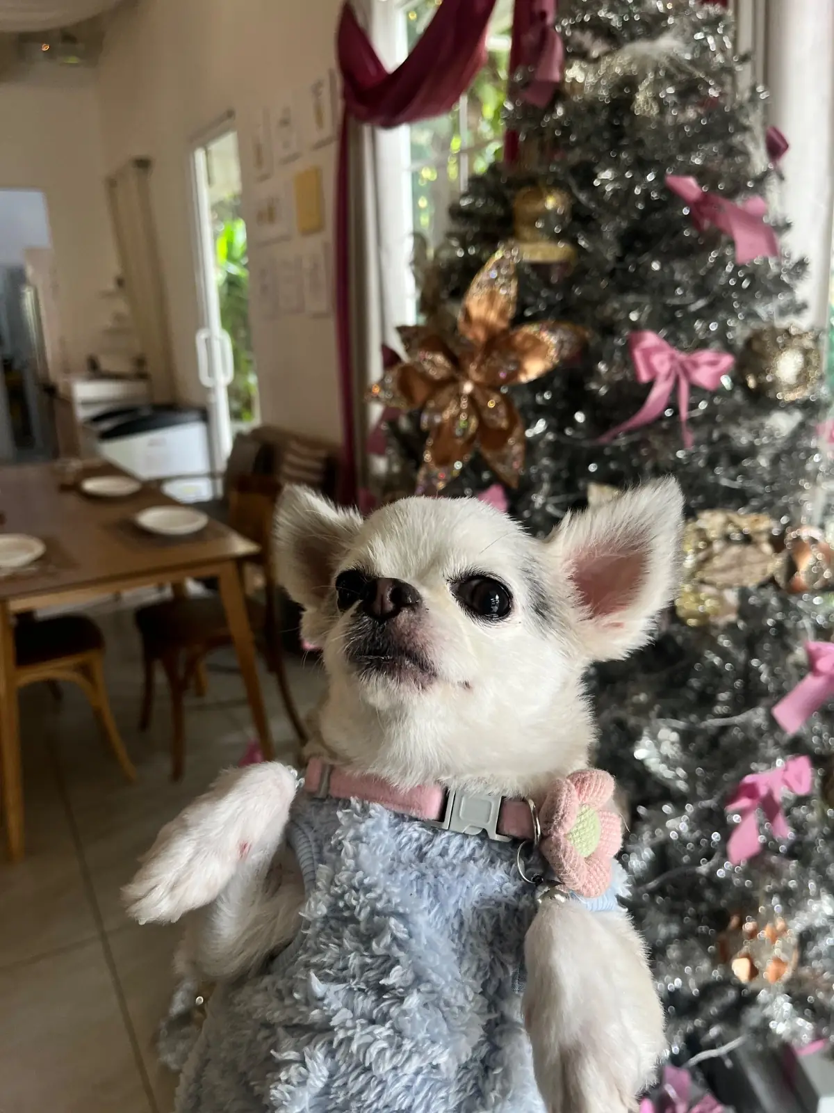 COAL Bake&Grill pets image 2