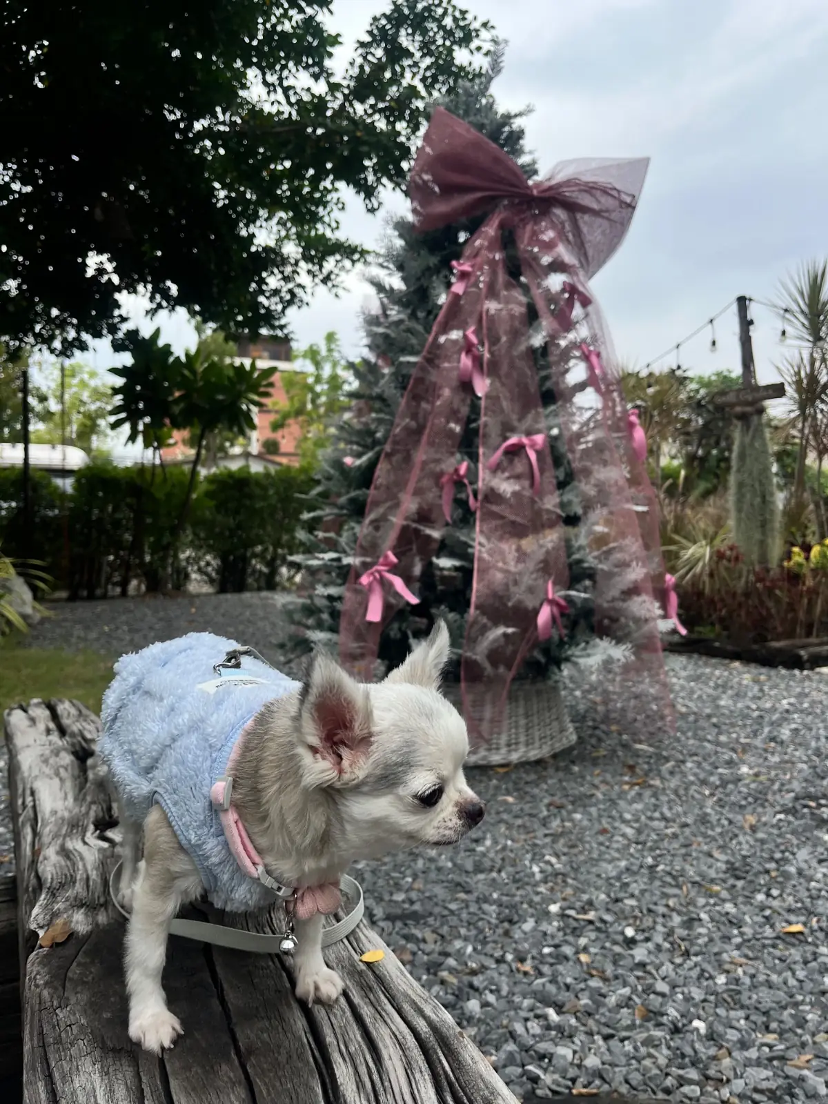 COAL Bake&Grill pets image 3