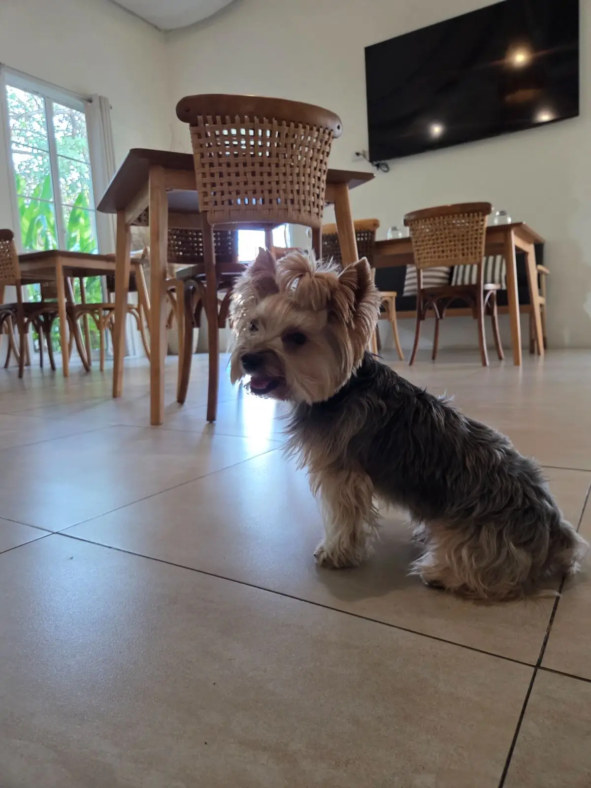 COAL Bake&Grill pets image 4