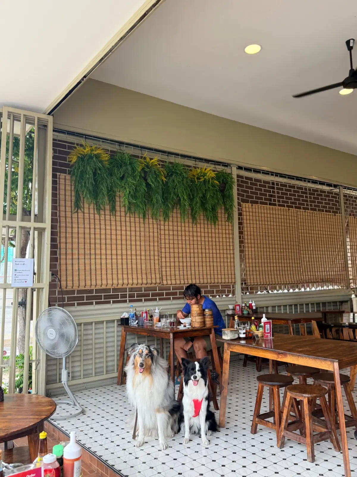 Morning House pets image 1