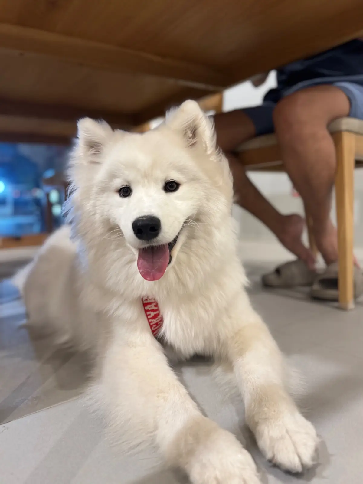 จ๊วดจ๊าด ราชพฤกษ์ pets image 2