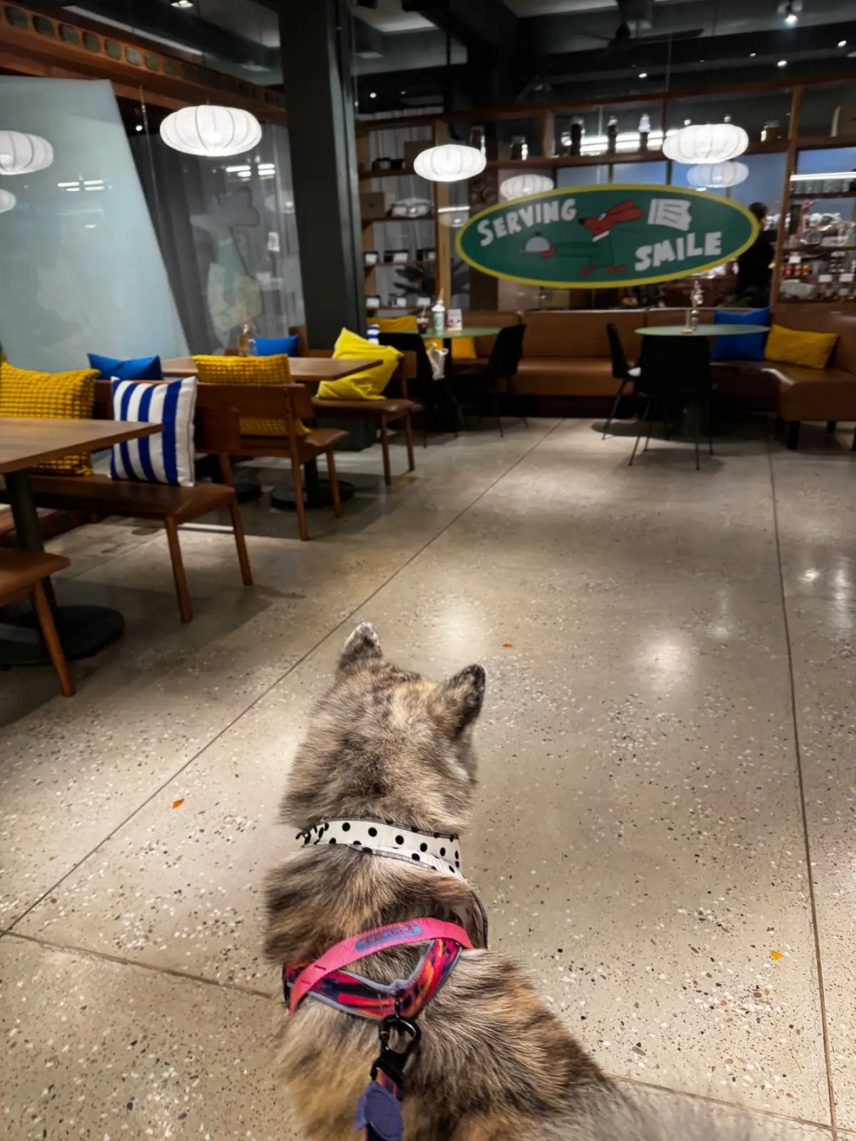 Sarnies & Friends pets image 1