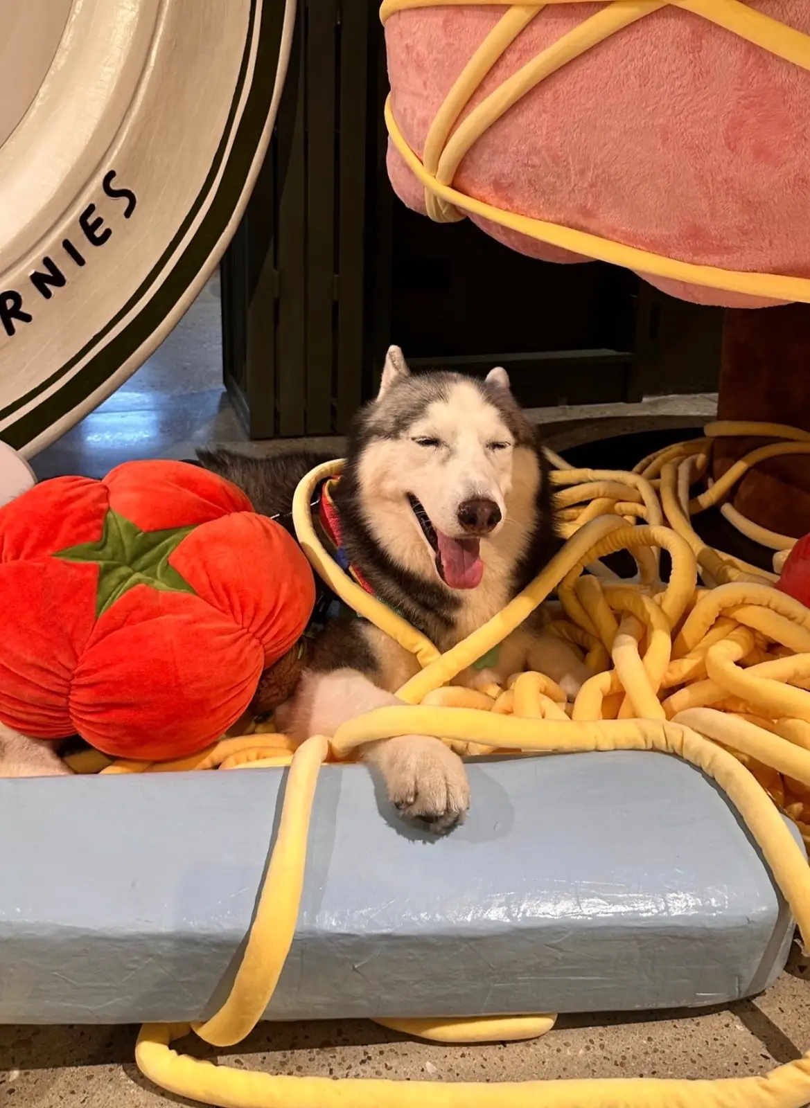 Sarnies & Friends pets image 3