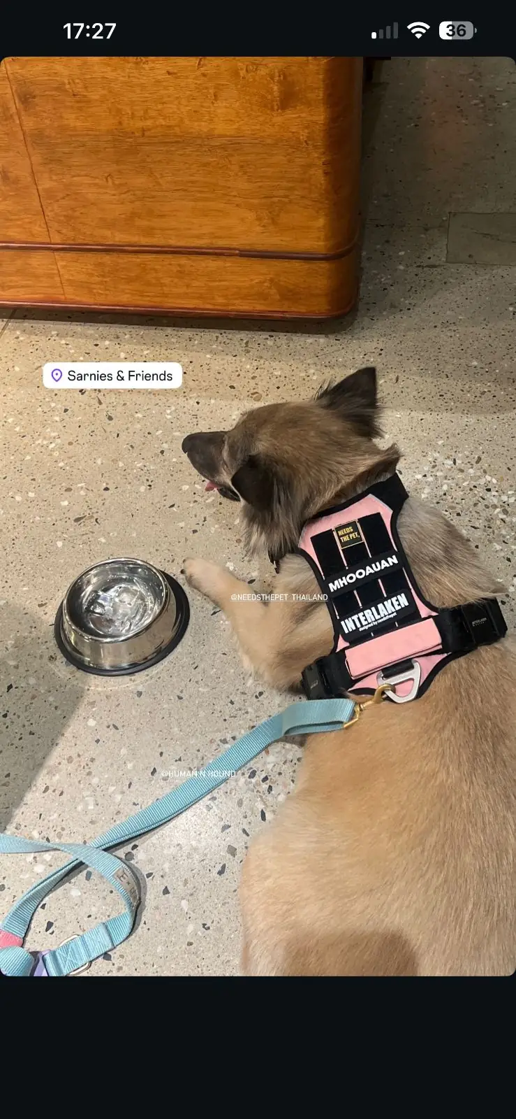 Sarnies & Friends pets image 7