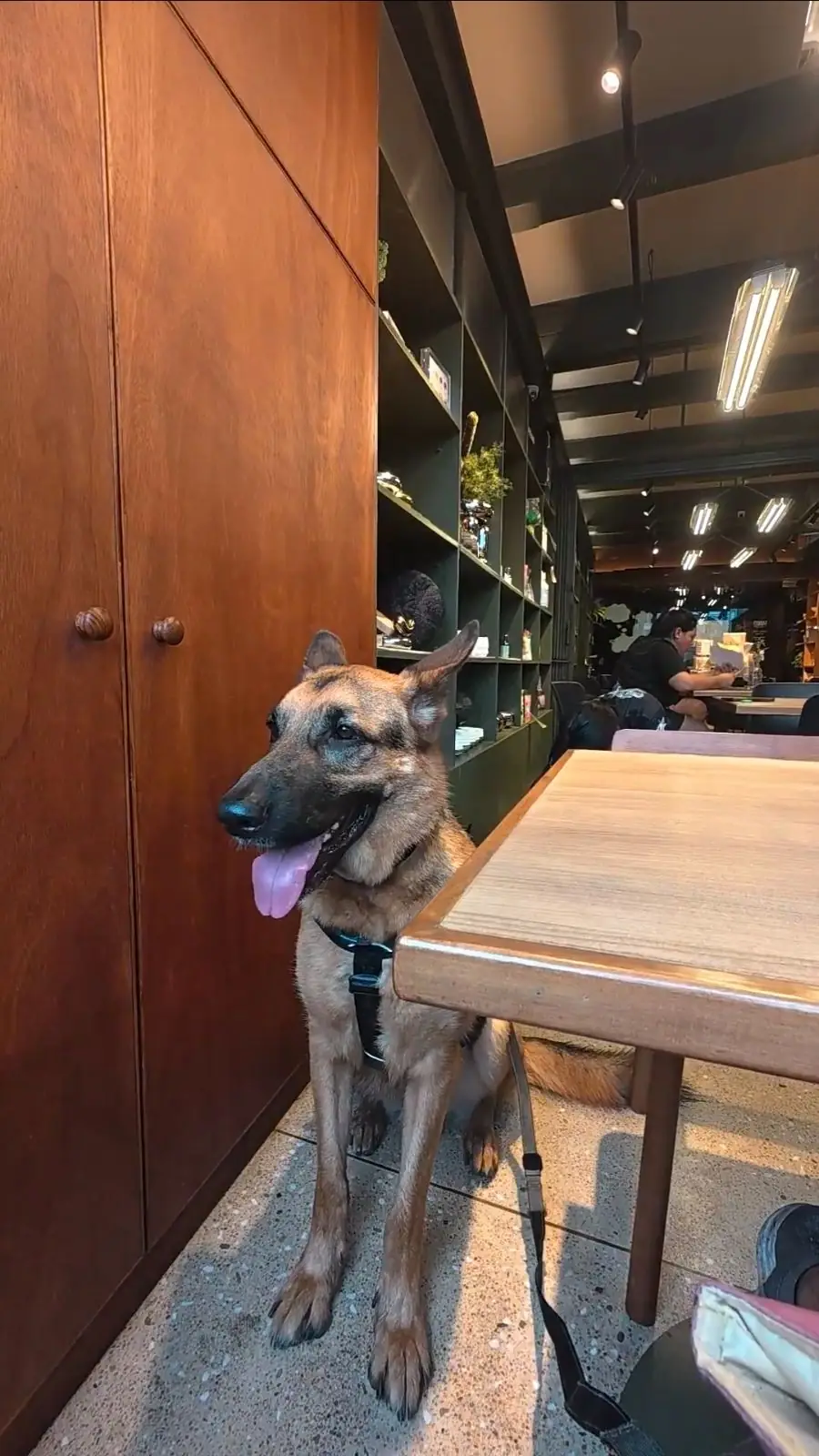 Sarnies & Friends pets image 9