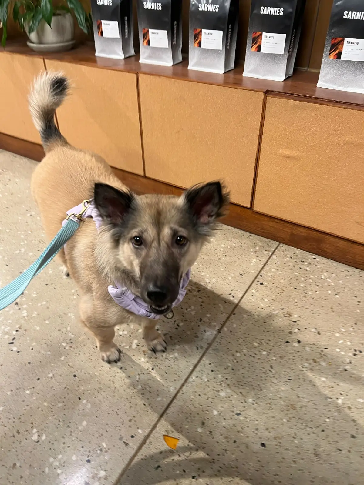 Sarnies & Friends pets image 8