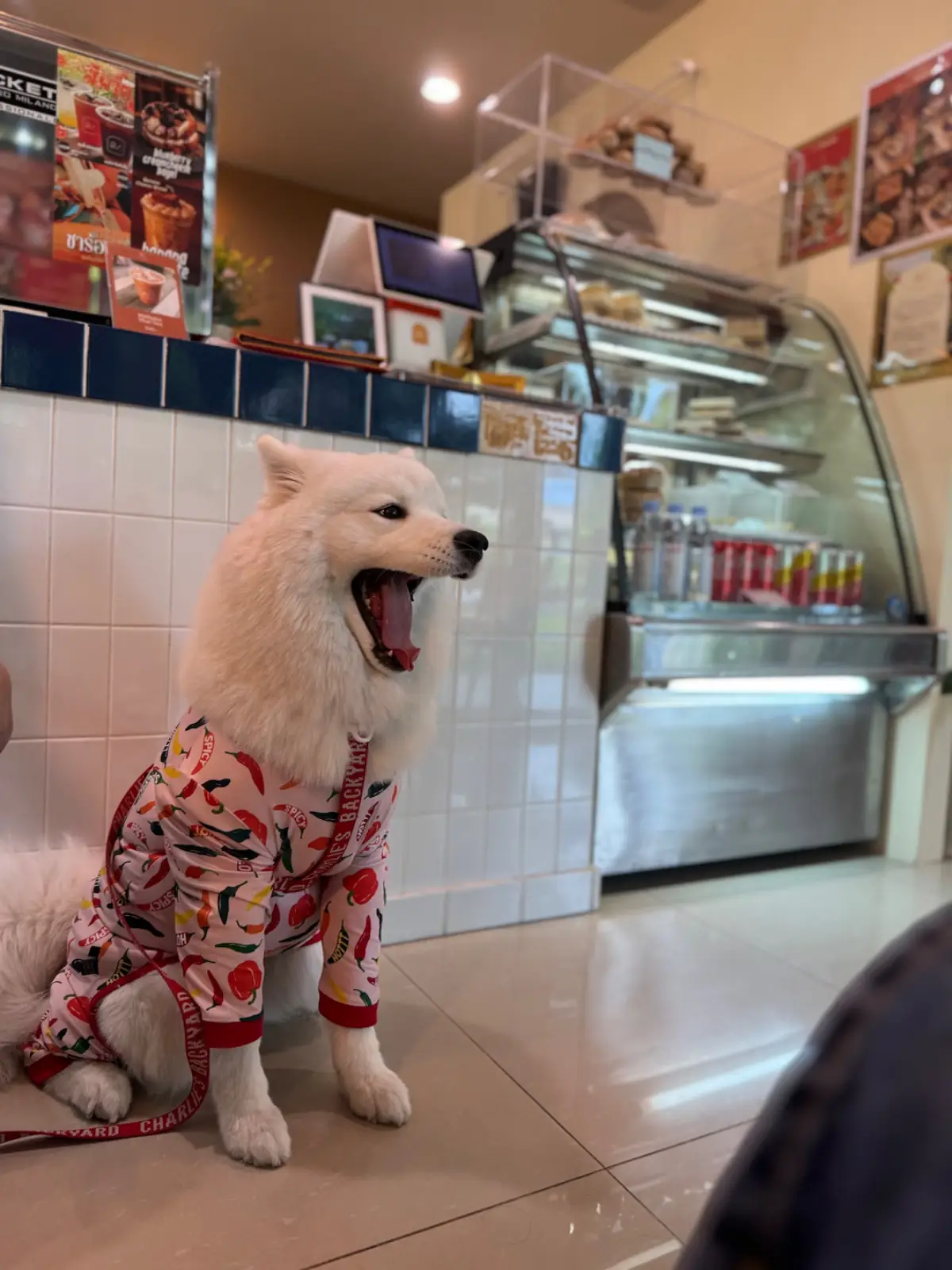 บ้านมิถุนา cafe and bakery pets image 2