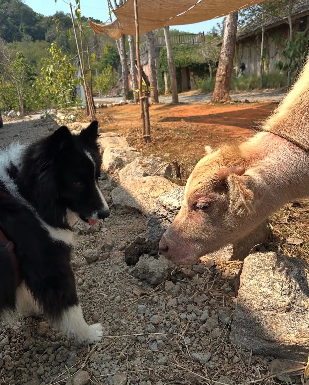 Oabb Farm & Cafe pets image 1