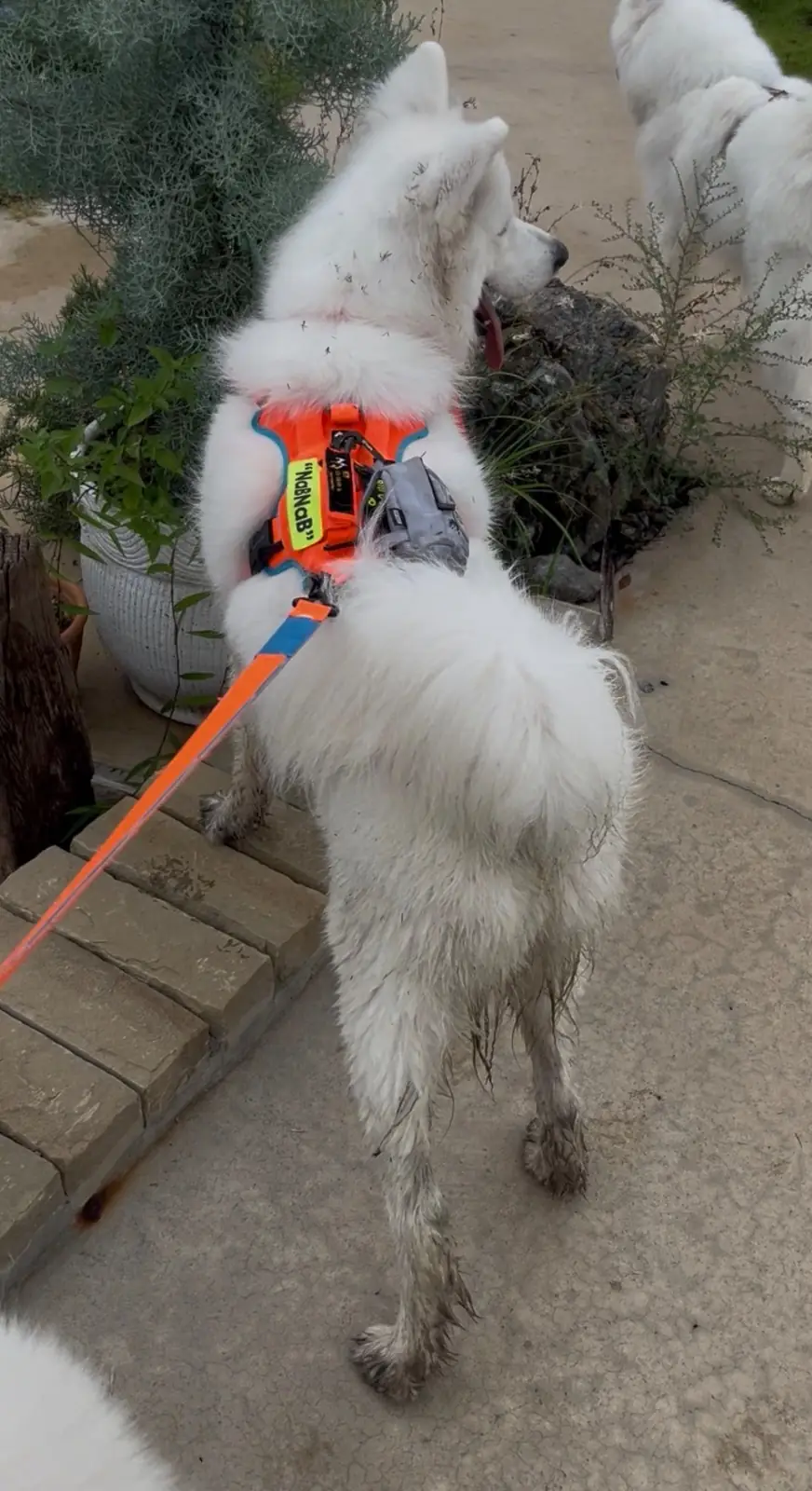 Suan Vela Khao Yai pets image 2