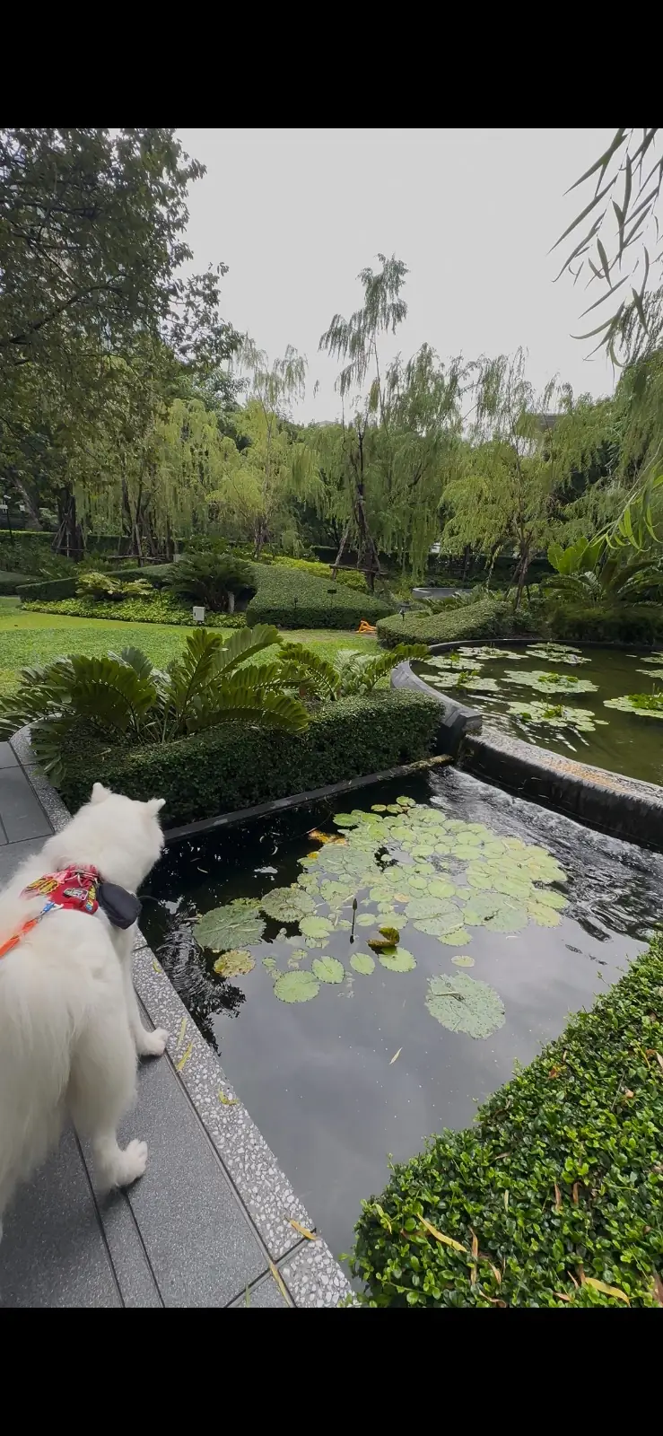 Suan Vela Khao Yai pets image 1