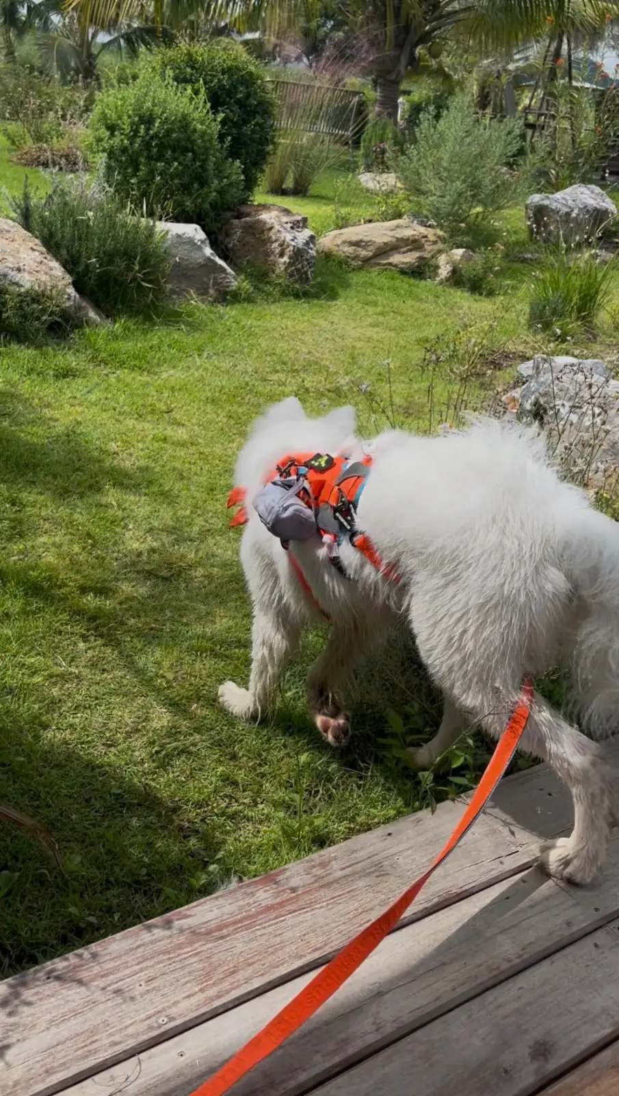 Suan Vela Khao Yai pets image 3