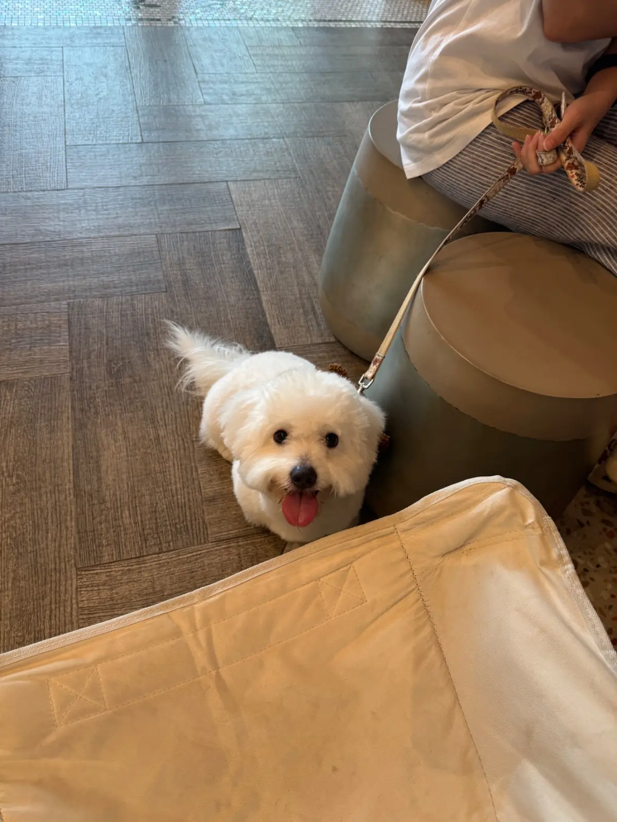 Ogee Coffee Space - Nakhon Nayok pets image 22