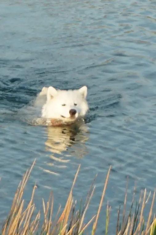 Ogee Coffee Space pets image 5