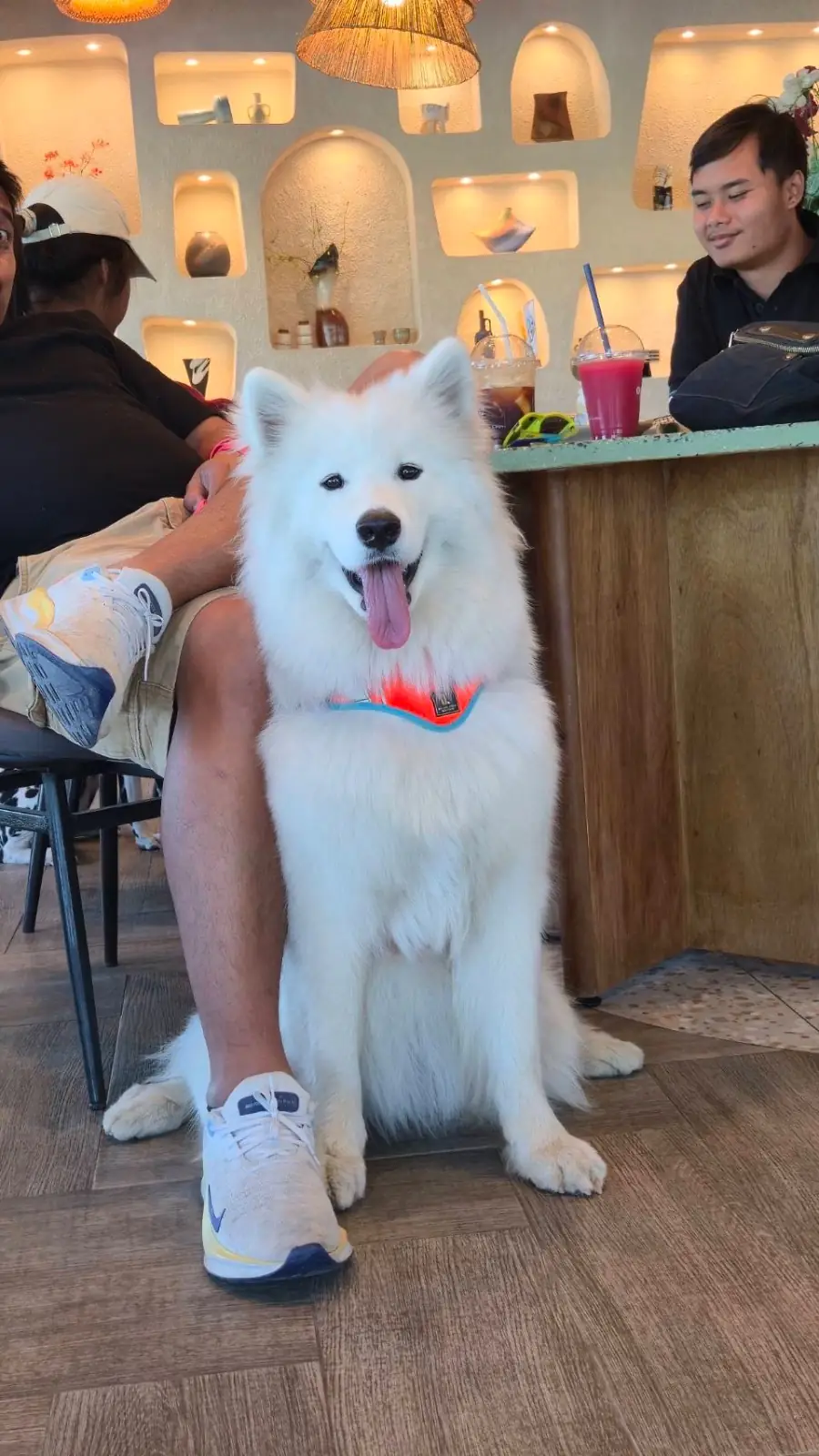 Ogee Coffee Space pets image 1