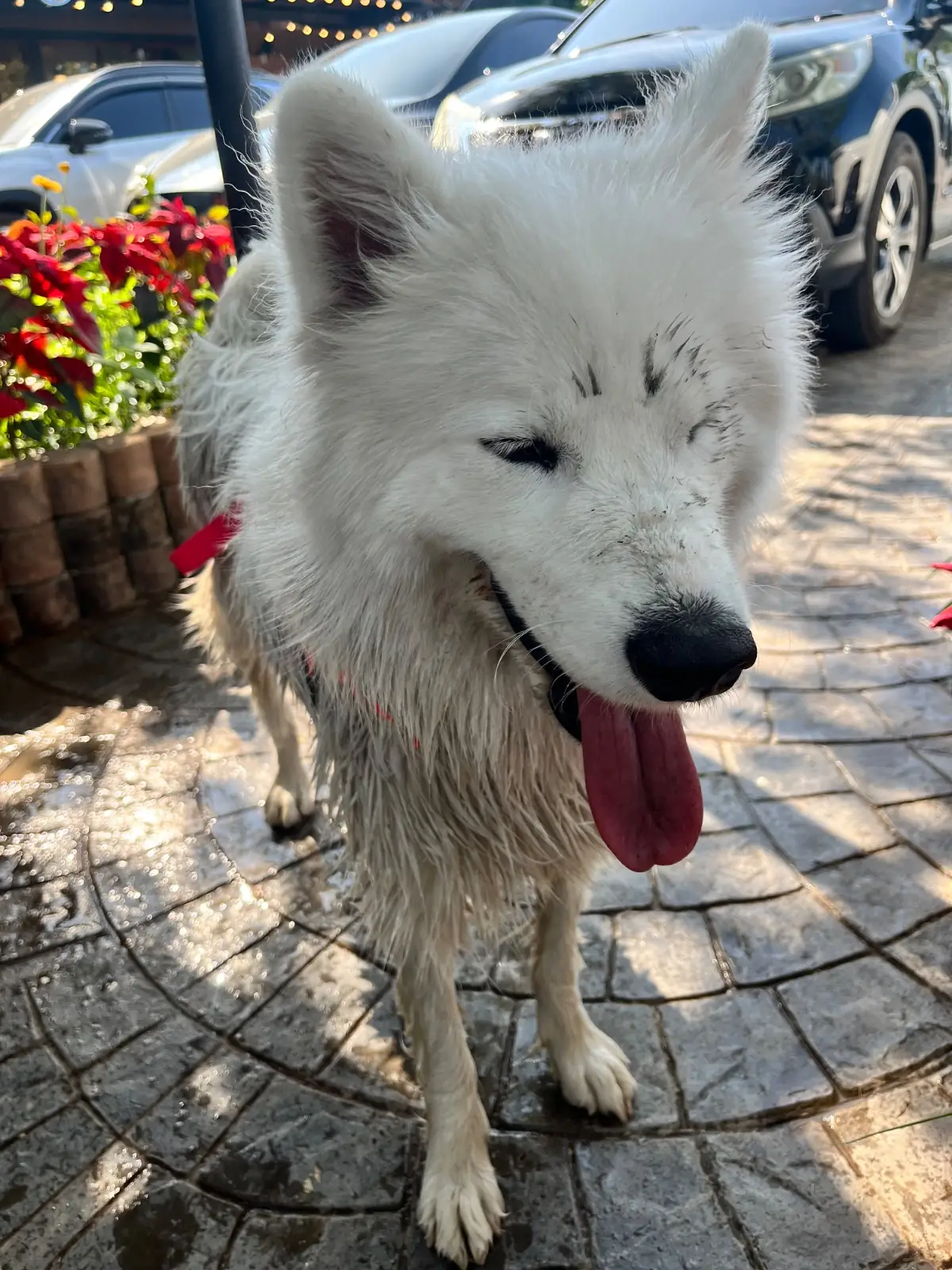 Ogee Coffee Space pets image 2