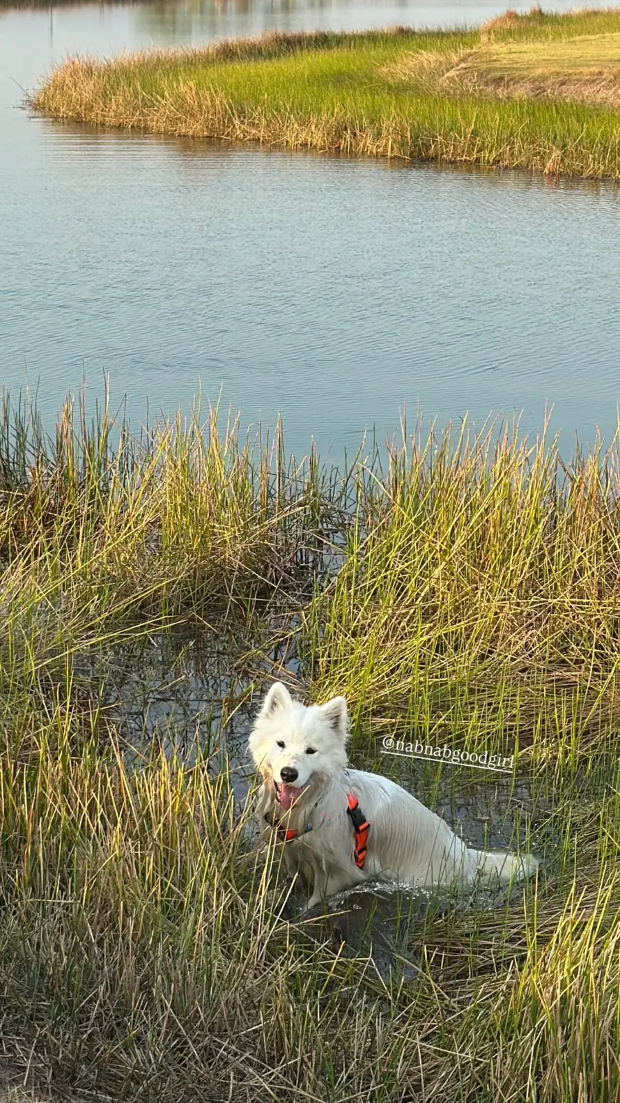 Ogee Coffee Space pets image 3