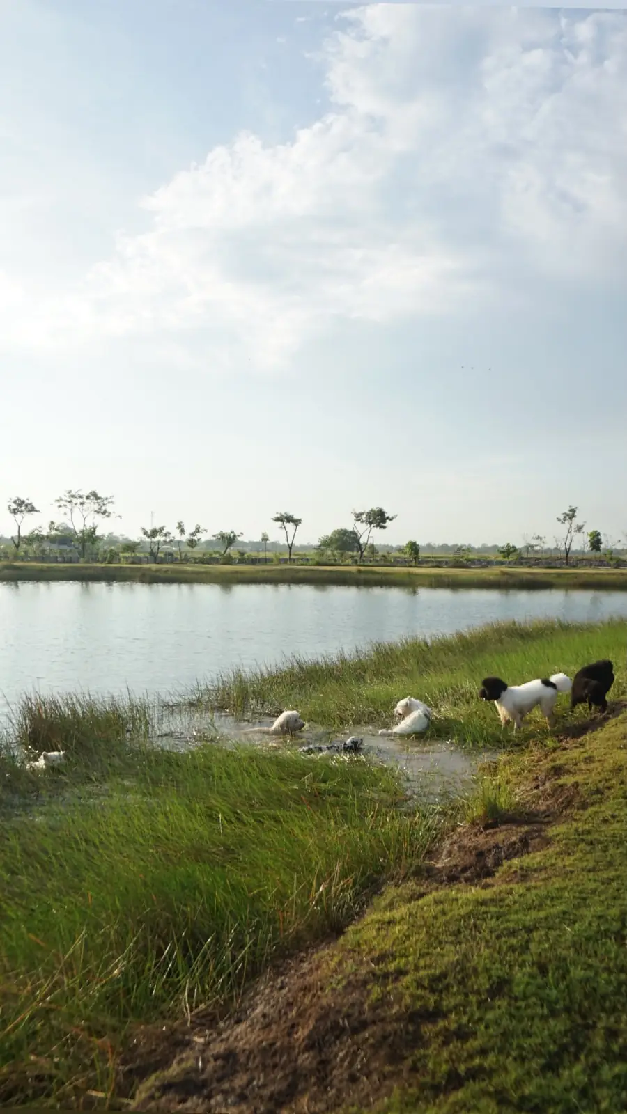 Ogee Coffee Space pets image 4