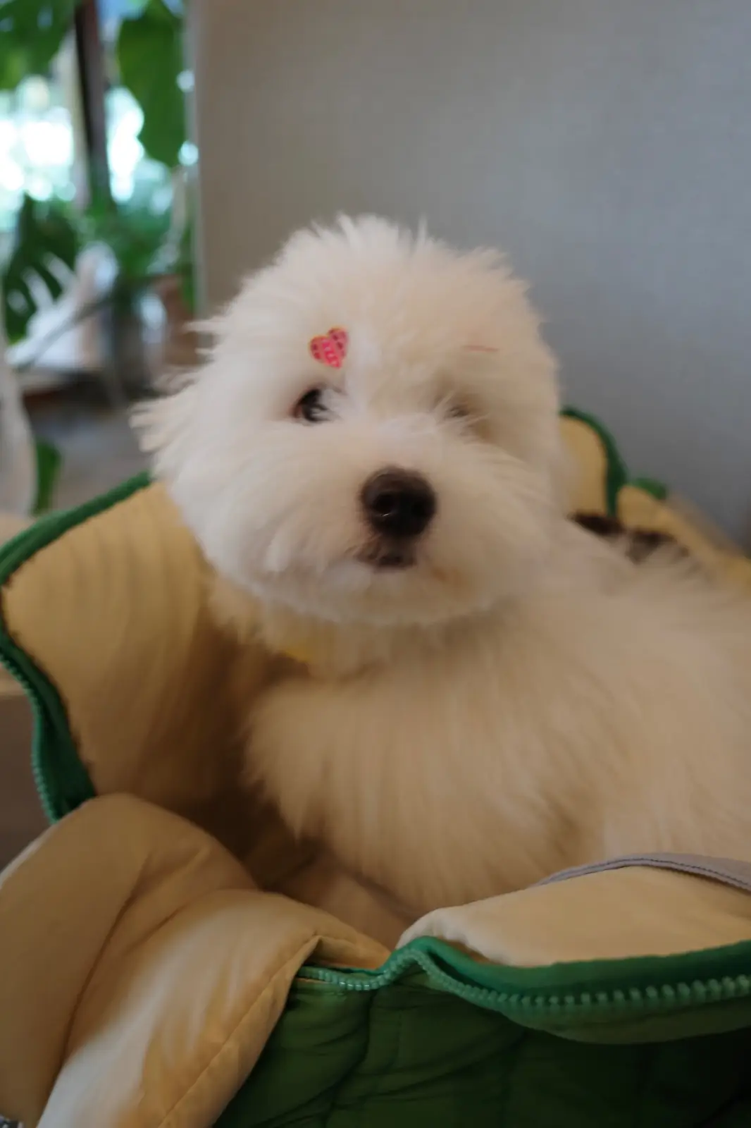Ogee Coffee Space - Nakhon Nayok pets image 15