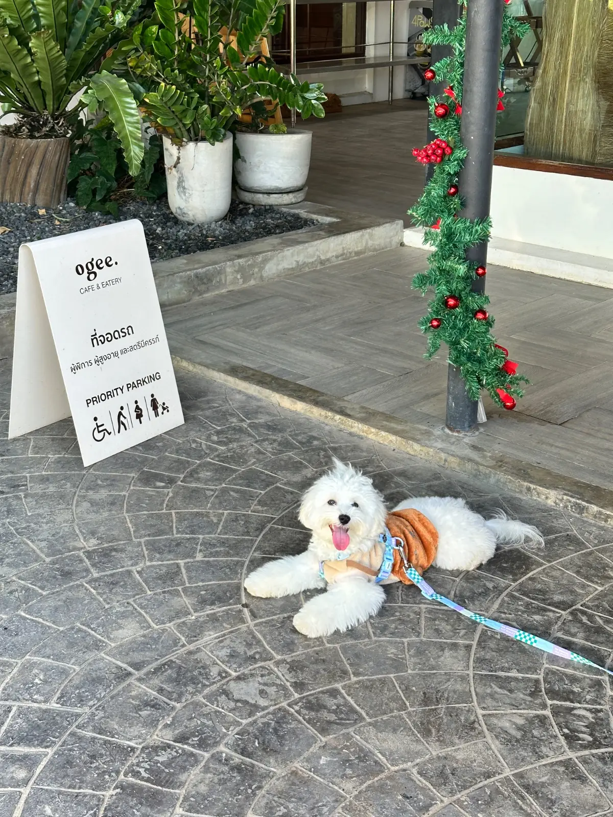 Ogee Coffee Space - Nakhon Nayok pets image 12
