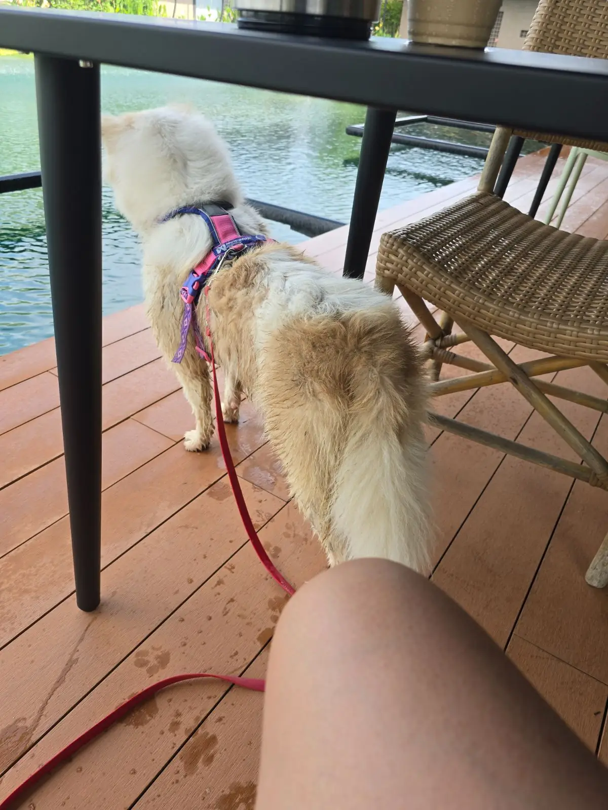 Ogee Coffee Space - Nakhon Nayok pets image 30