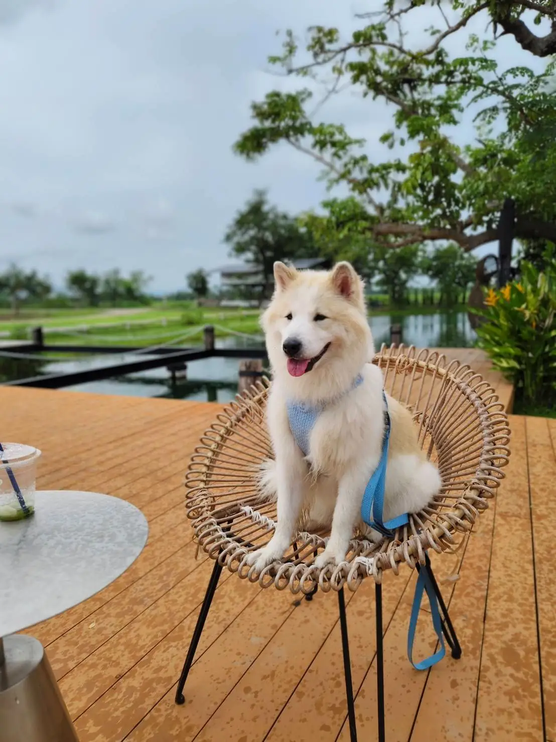 Ogee Coffee Space - Nakhon Nayok pets image 28