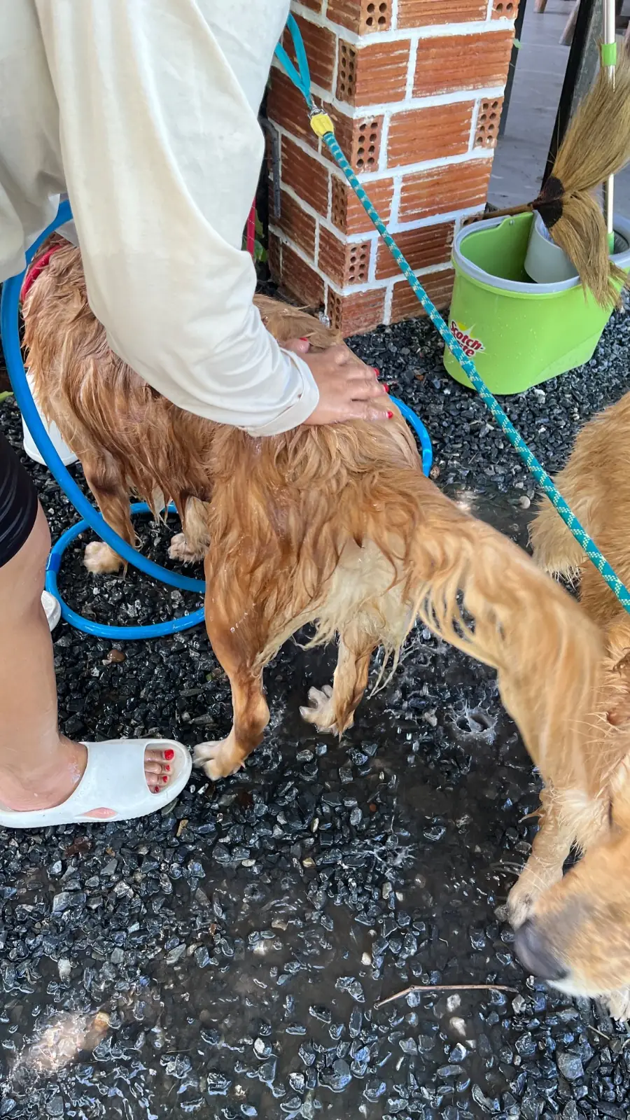 Ogee Coffee Space - Nakhon Nayok pets image 18