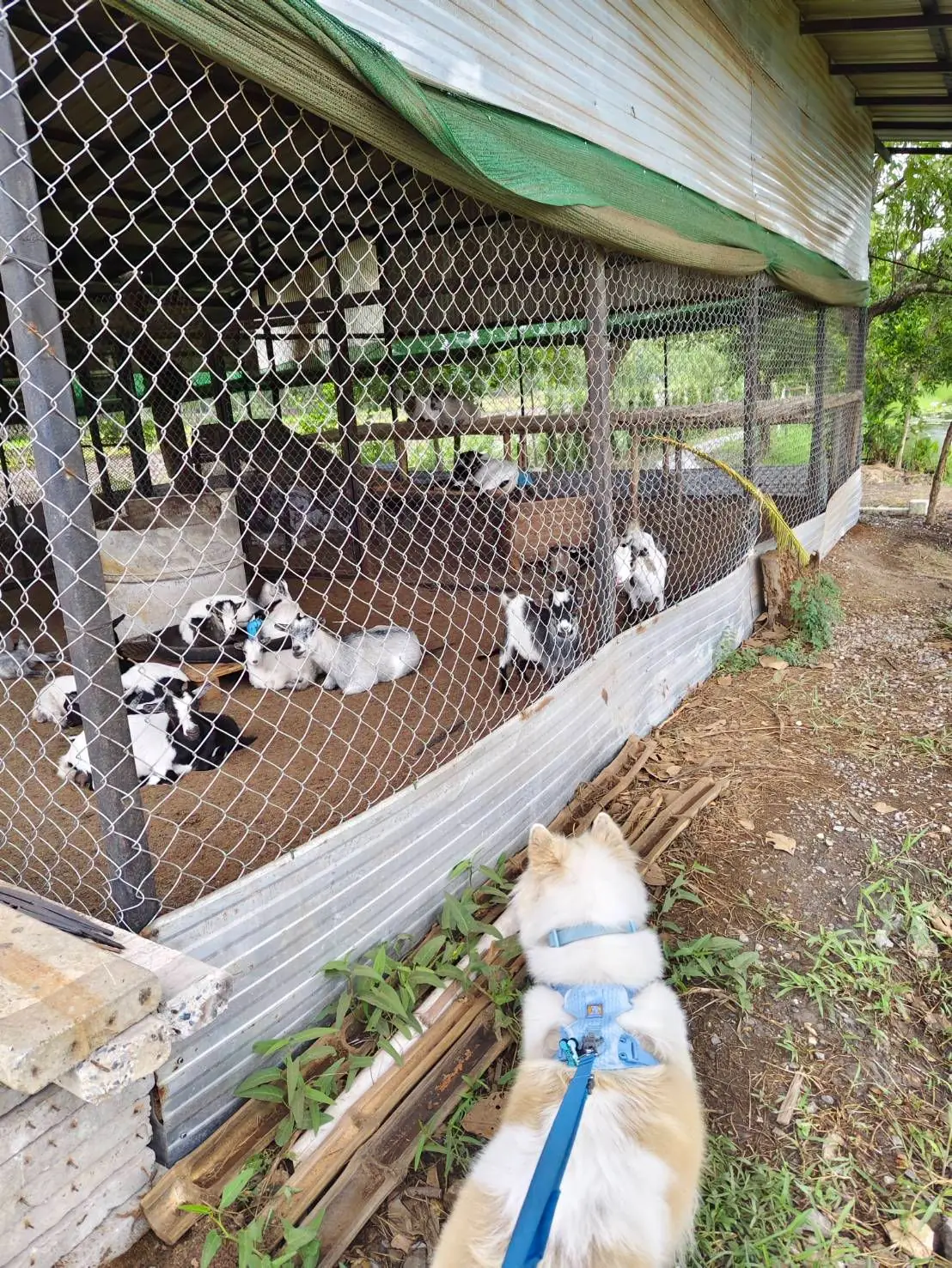 Ogee Coffee Space - Nakhon Nayok pets image 27
