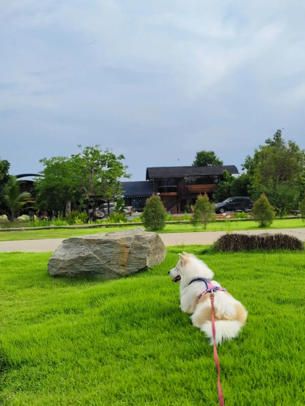 Ogee Coffee Space - Nakhon Nayok pets image 25