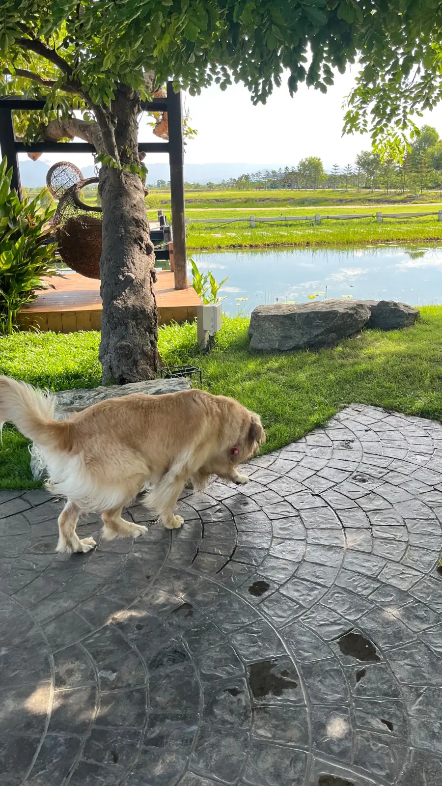 Ogee Coffee Space - Nakhon Nayok pets image 20