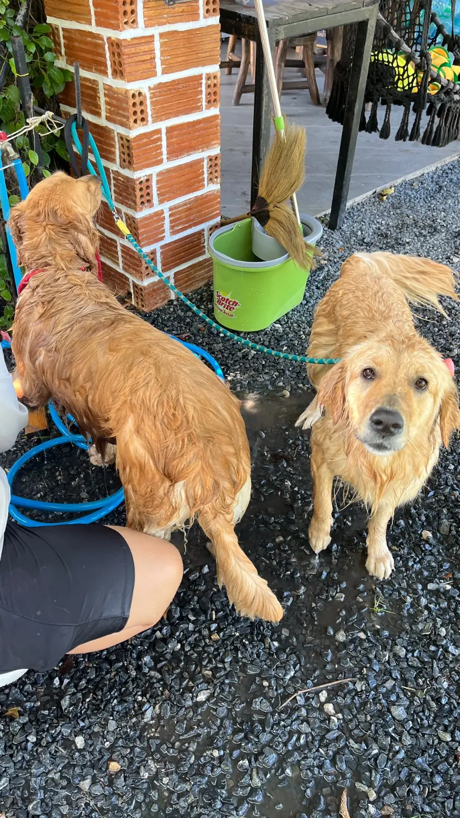 Ogee Coffee Space - Nakhon Nayok pets image 17