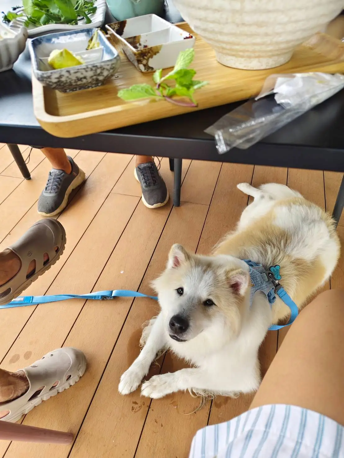 Ogee Coffee Space - Nakhon Nayok pets image 26