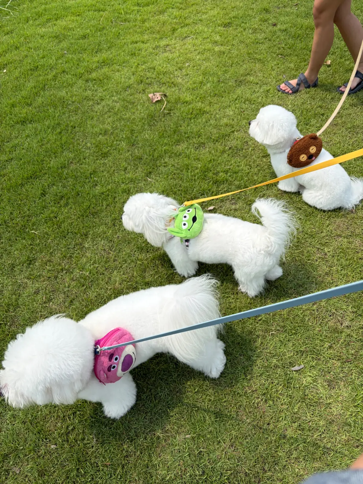 Ogee Coffee Space - Nakhon Nayok pets image 14