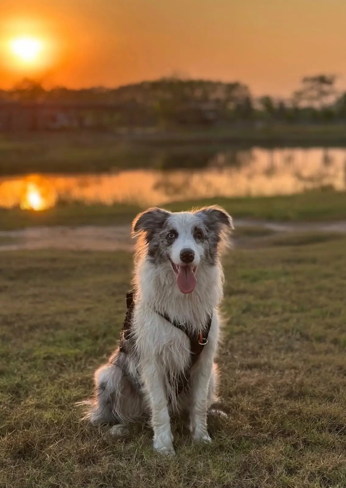 Ogee Coffee Space - Nakhon Nayok pets image 10