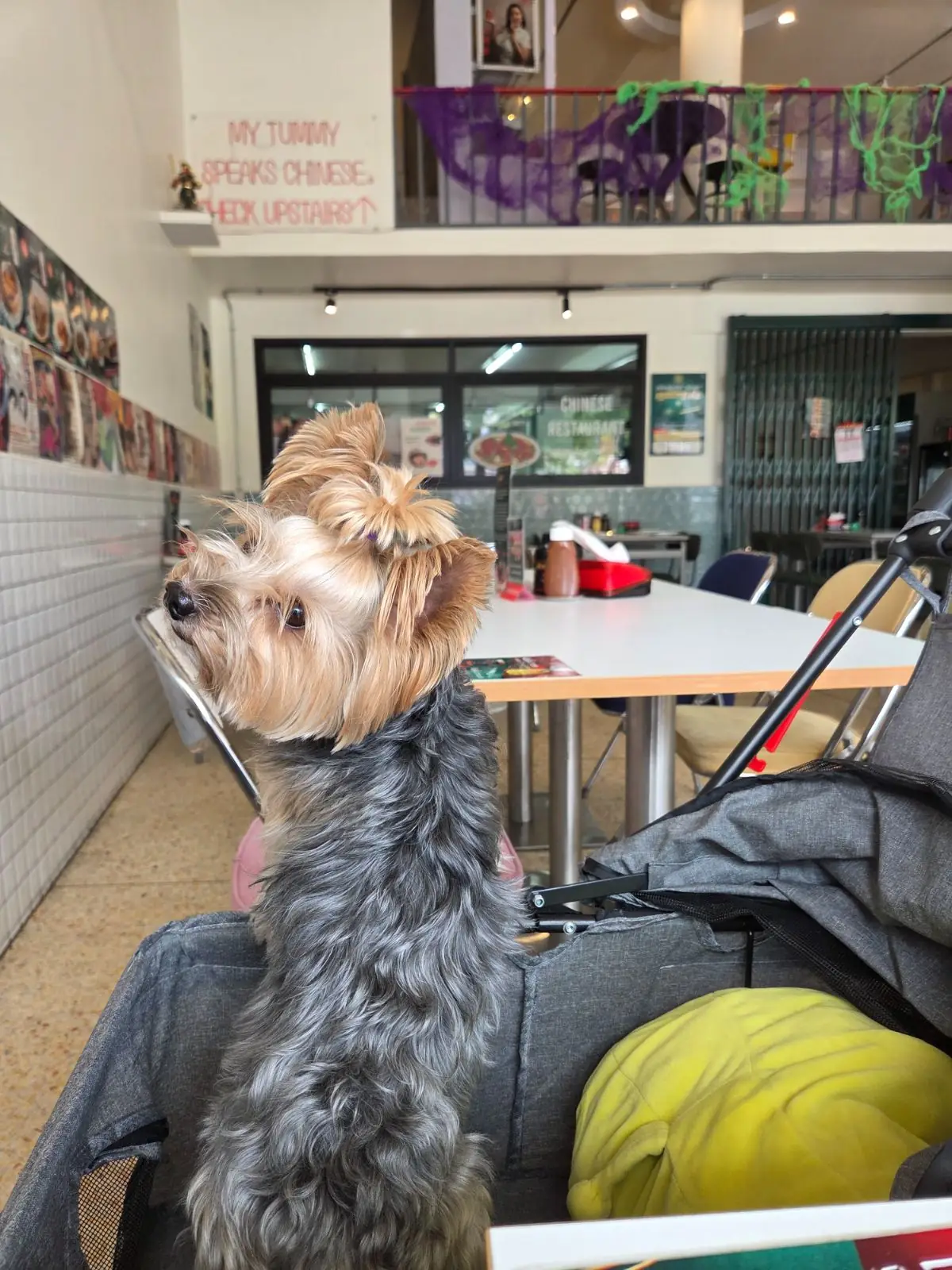 แสนเฮง pets image 1