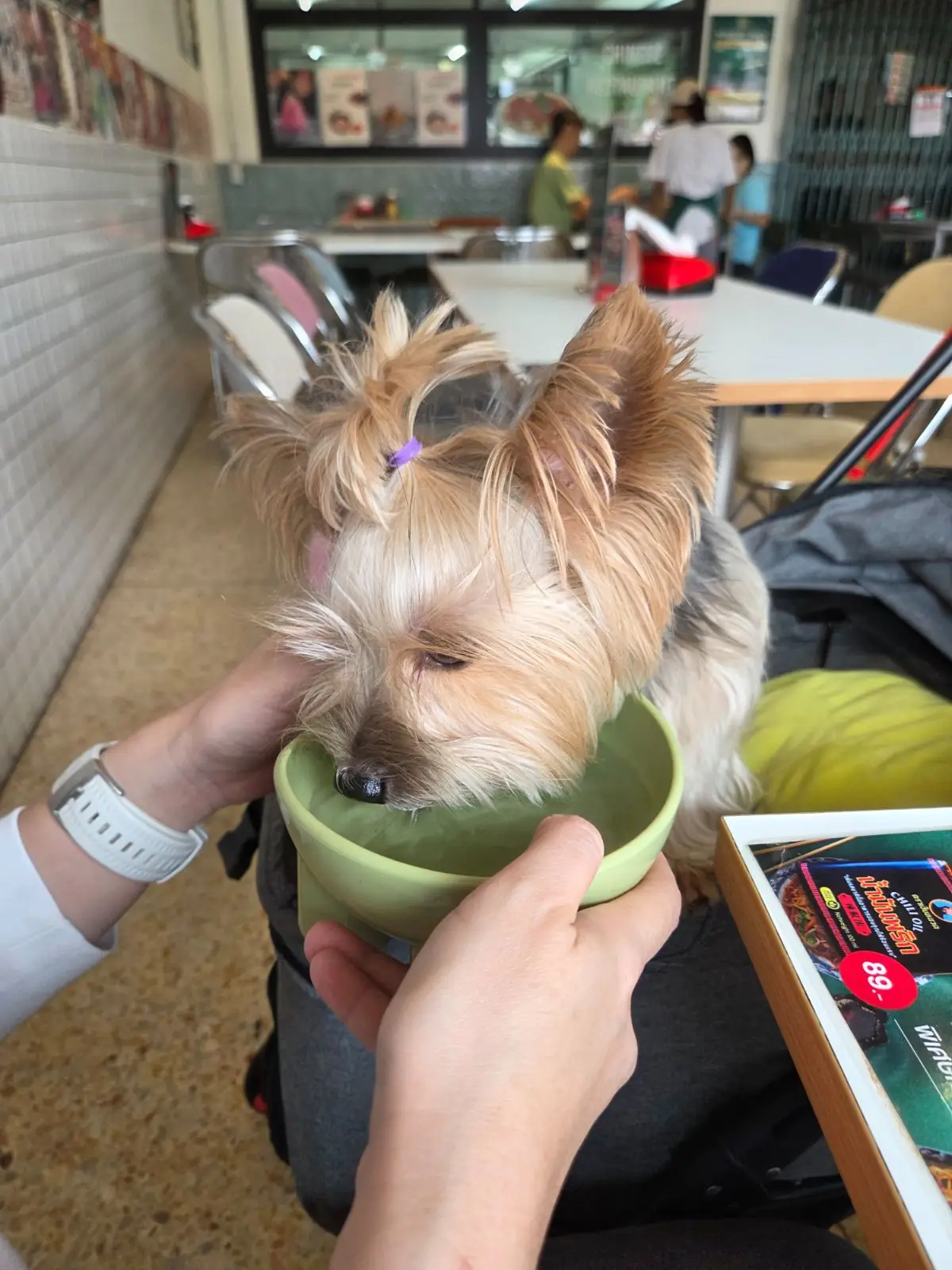 แสนเฮง pets image 2