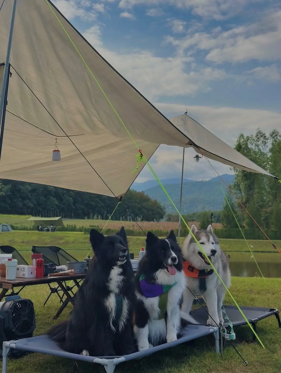 เคบิ้น ห้วยขาแข้ง pets image 1