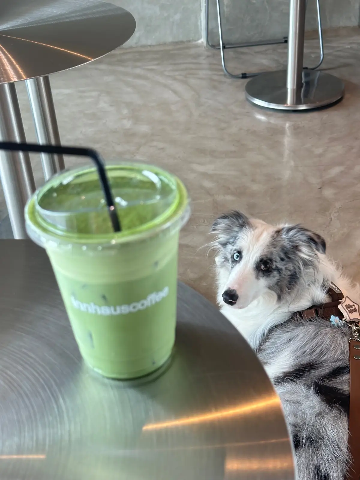 innhauscoffee pets image 2